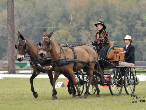 Luann Arney driving her pair of Dorchester Coach Mules in the preliminary pair horse division.