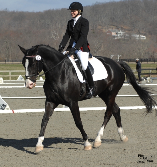 Eye Candy, Zweibrucker mare (Escapade x Cosmic Greeltey) and Carol Lippa collected a first places in a training level and first level class.