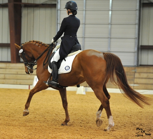 Filadelphia, Hanoverian mare (Werther x Waldrebe) and Adriane Alvord competing in the Young Rider classes. 