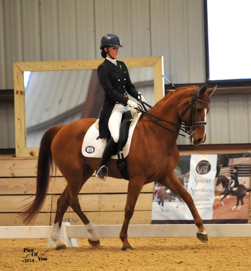 Filadelphia, Hanoverian mare (Werther x Waldrebe) and Adriane Alvord competing in the Young Rider classes. 