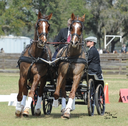 Peter Harding competing in the Intermediate Pair Horse division.
