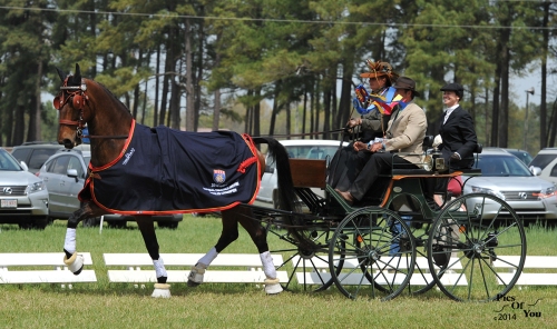 Leslie Berndl drives Uminco aka "Travis" on a victory lap after being crowned USEF National Champion Single Horse.