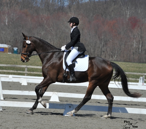 Meadowlark, Holsteiner gelding (Mr. Wizard x Sarafina) with Liberty Seaford, winners in several first level AA classes.