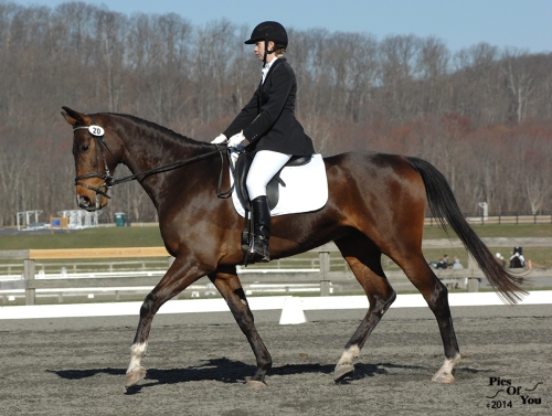 Meadowlark, Holsteiner gelding (Mr. Wizard x Sarafina) with Liberty Seaford, winners in several first level AA classes.