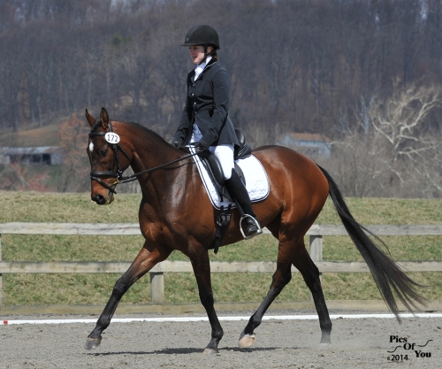 One Would Think, Thoroughbred mare, and Jennifer Stafford winners of several blue ribbons in training level.