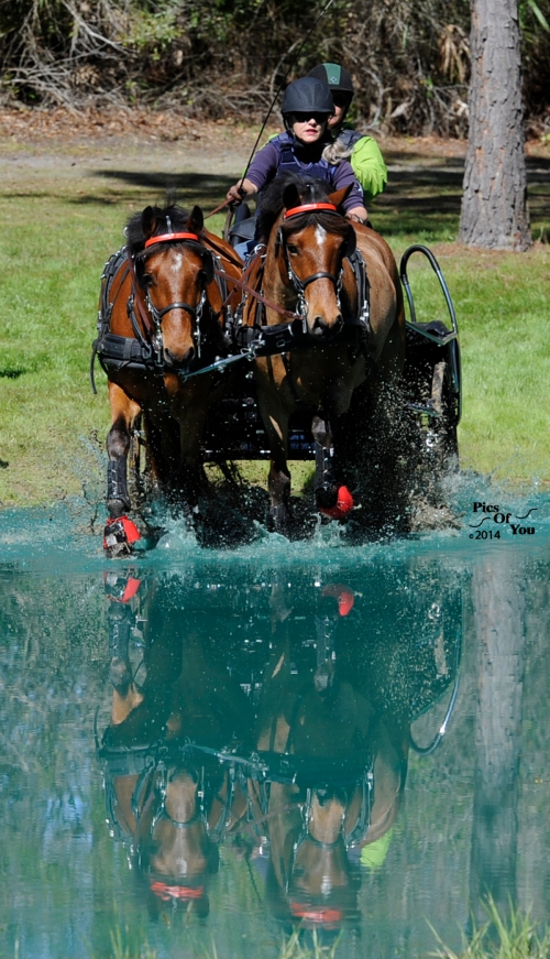 Eleanor Parkes drives her pair through the water obstacle of the Training Pair Pony division. 