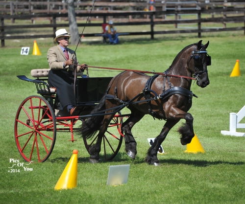 Jerry Rozeboom drives the cones phase in the Preliminary Single Horse division.