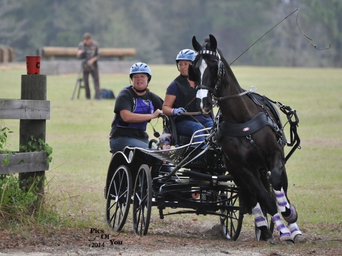 Wendy Ying in her traditional purple competing in the Preliminary Single Horse division.